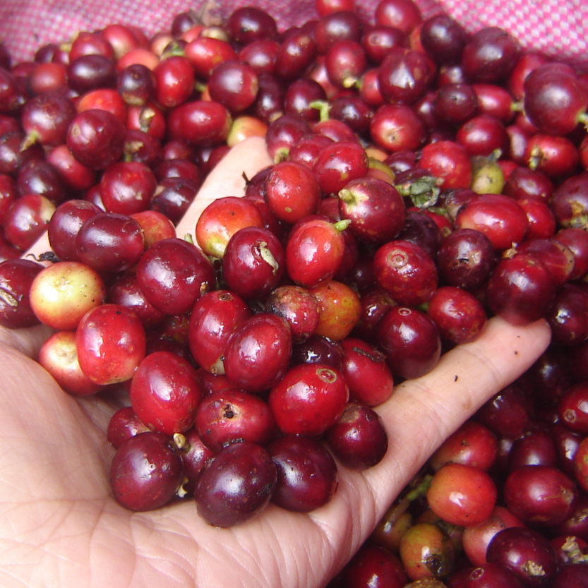 Café Nayarit Red Honey