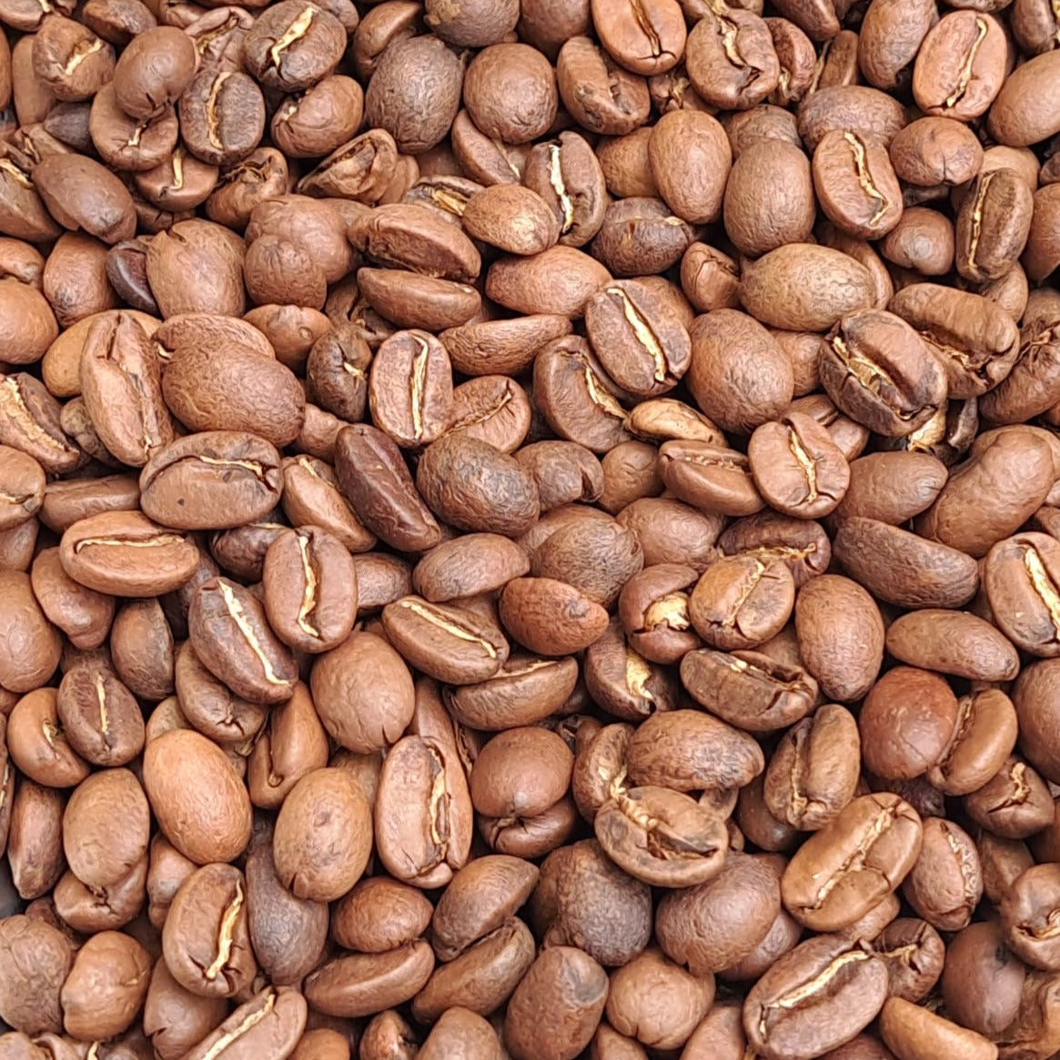 Mayoreo Oaxaca Pluma Criollo