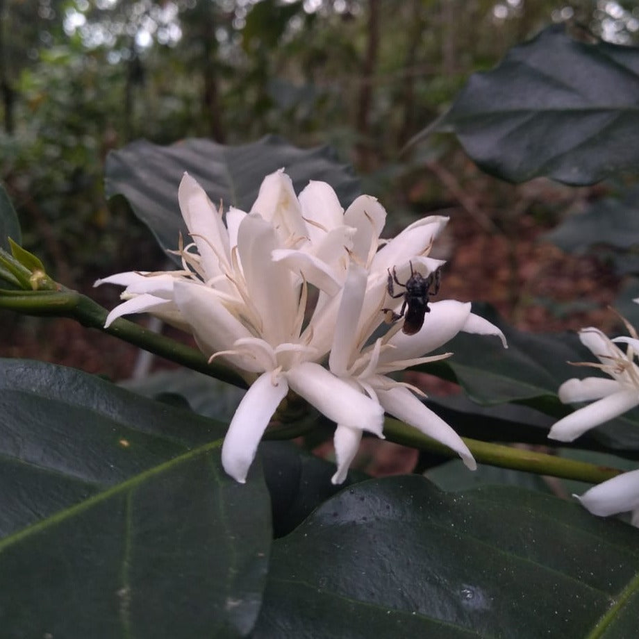 Tenejapa