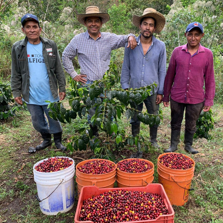 El Secreto del Café Mexicano: Desde la Finca Hasta Tu Taza